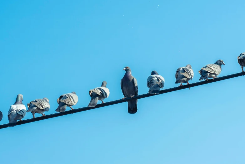 there is a large flock of pigeons on a cable