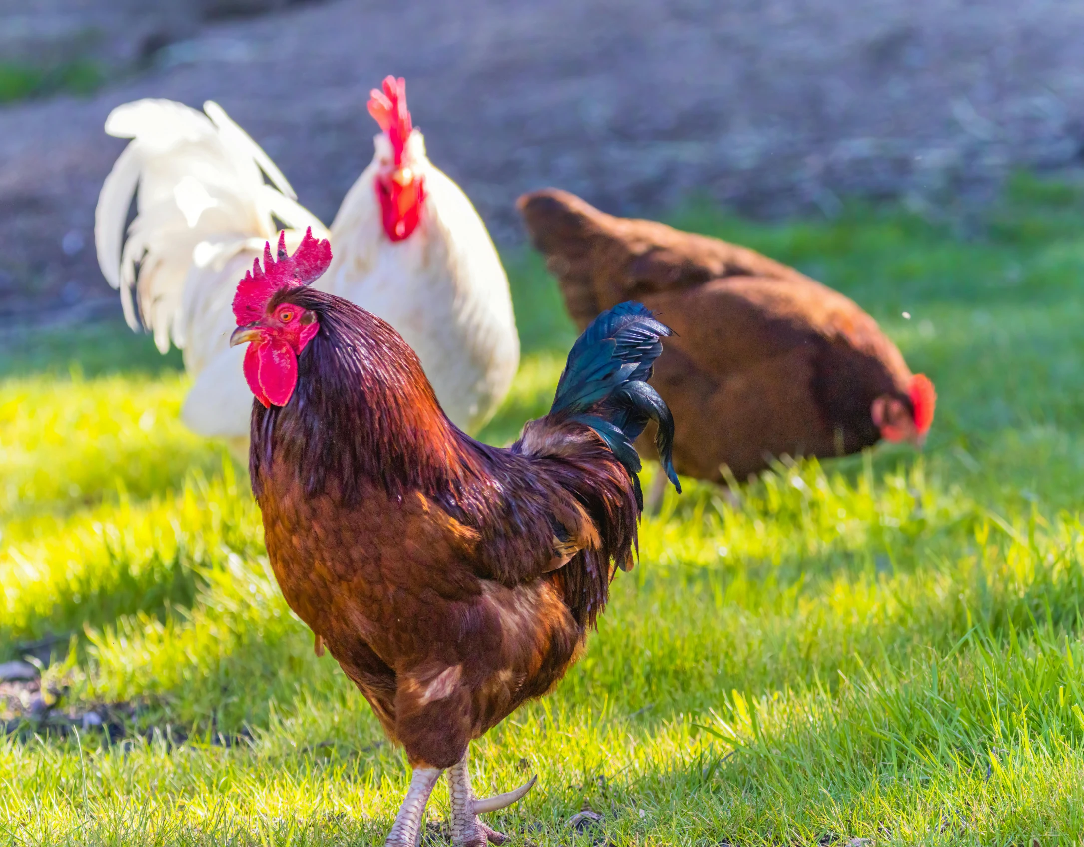 two chickens with red and white combs standing next to each other on the grass