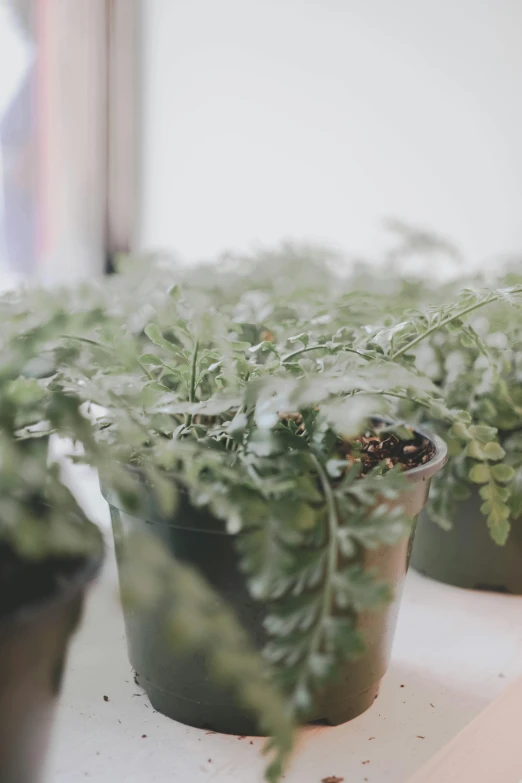 plants that are not fully blooming are in pots