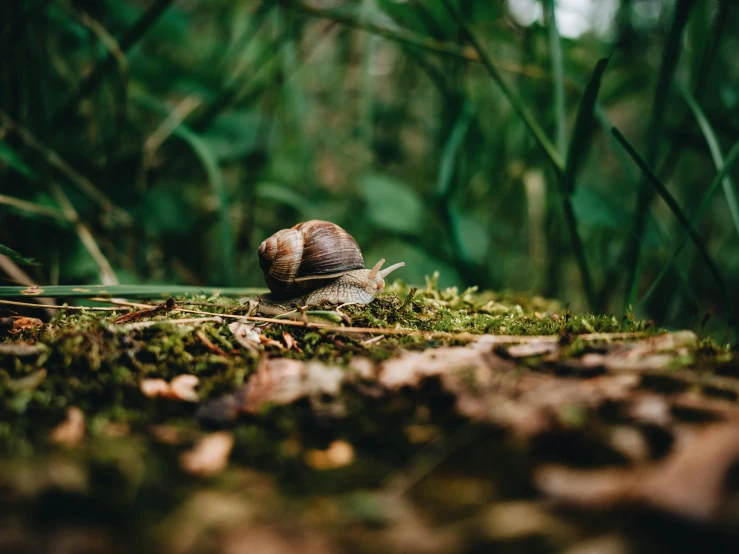 a small snailshell in the middle of grass