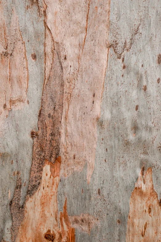 a brown piece of bark in the middle of an area with chipped paint