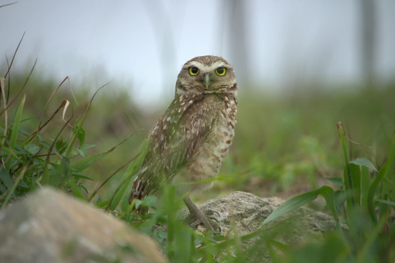 an owl in a field of tall green grass