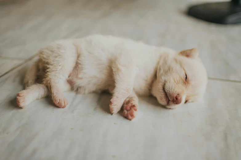 the kitten is asleep on the tiled floor