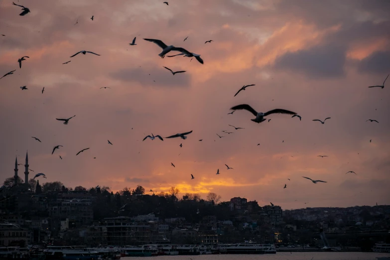 large flock of birds are in front of the setting sun