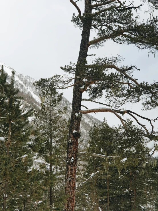 a tree hanging down on the side of a mountain