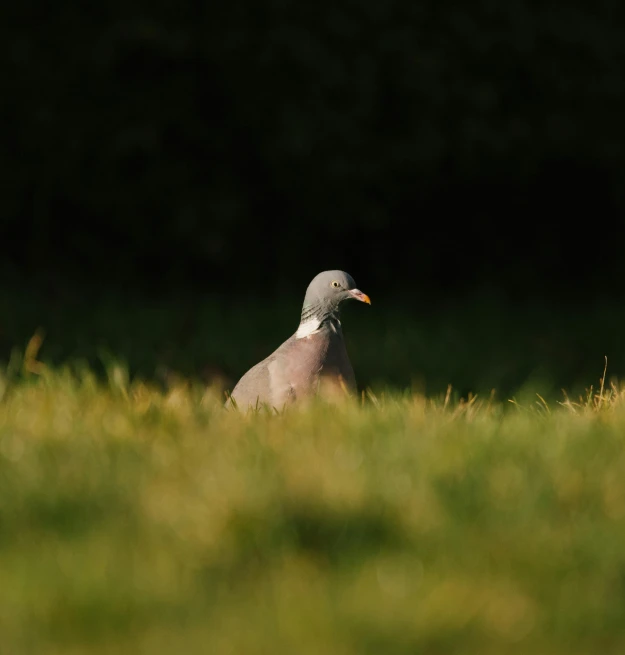 a close up of a bird on grass