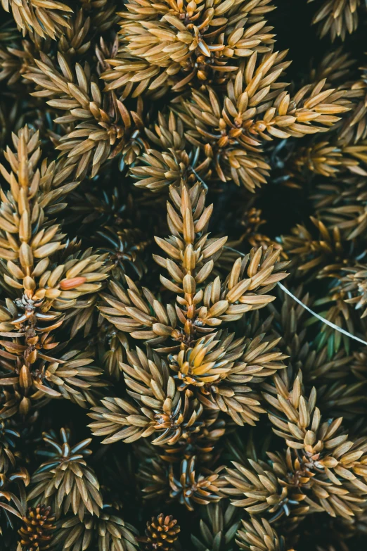 a bunch of small brown plants next to each other