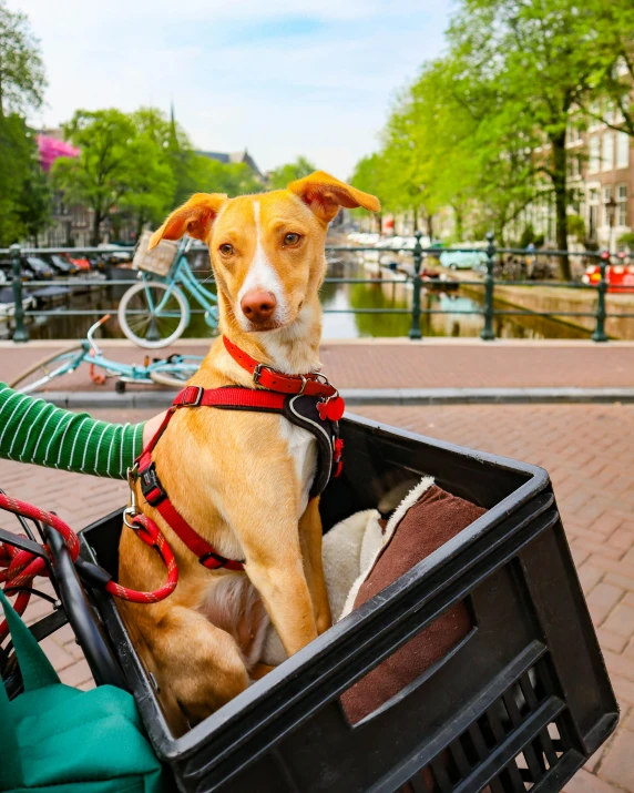 a yellow and white dog sitting in a basket on a bicycle