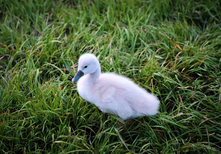 a small white bird walking through a grassy area