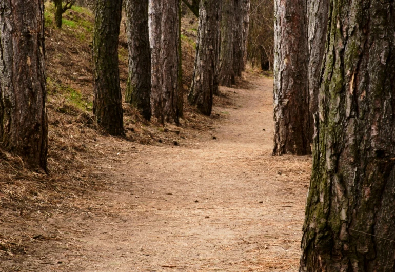 a path in the woods with trees lining both sides