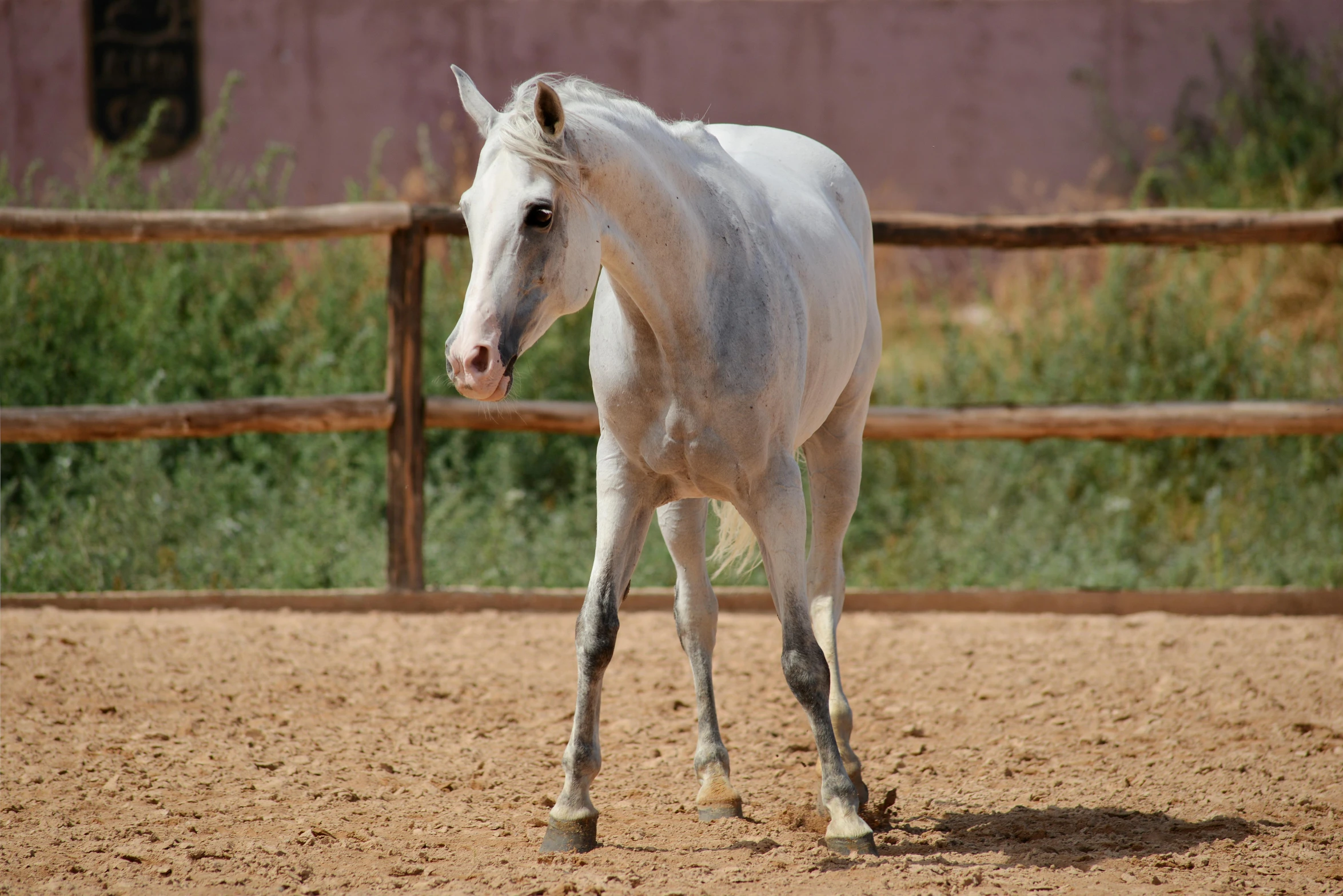 a young white horse is in its pen