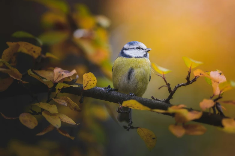 a bird is perched on a nch in the fall