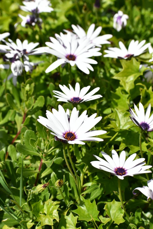 a bunch of flowers are growing near each other