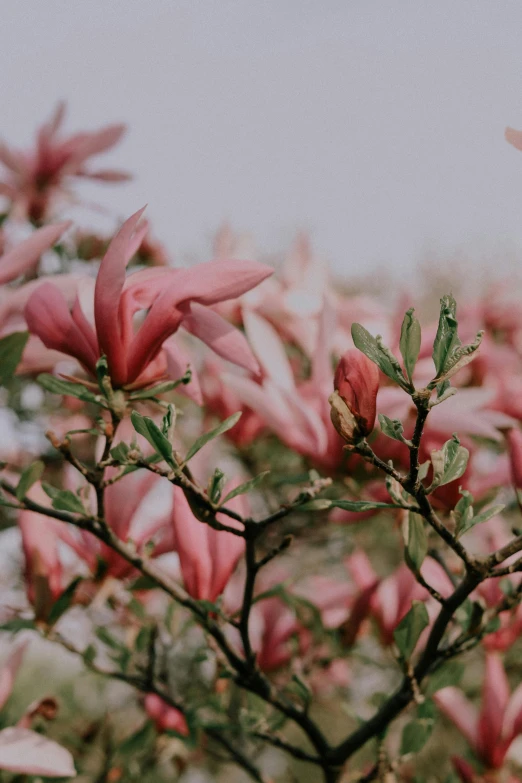 a bunch of pink flowers that are blooming