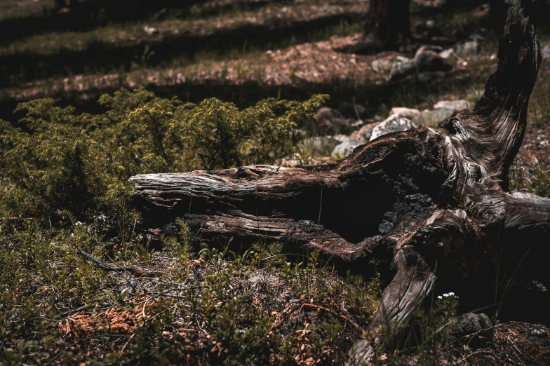 a broken tree stump sitting on top of a grass field