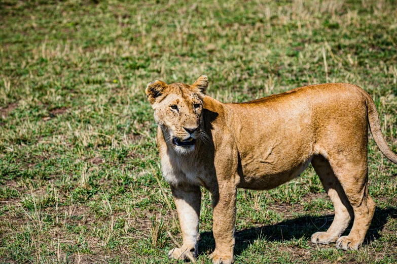 a lion standing in a grassy field