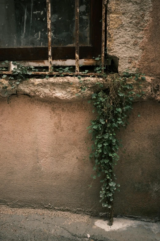 a plant growing on the side of a building