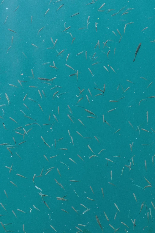 an image of a flock of fish swims in the water