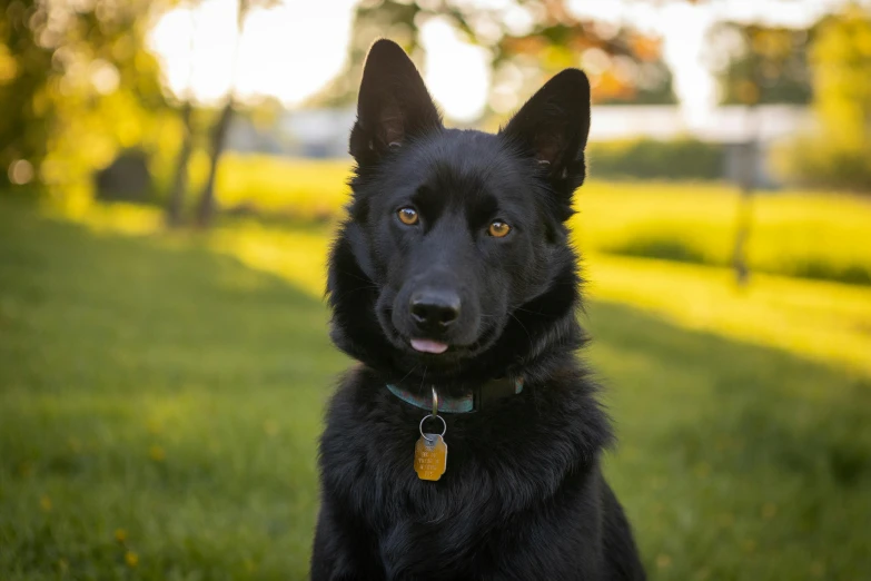 a large black dog with a brown nose in the grass