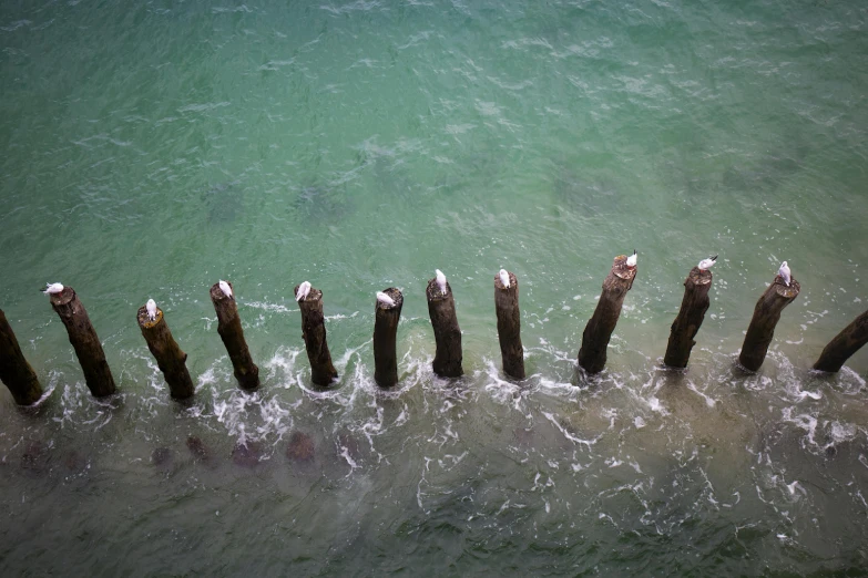 a number of birds perched on some wooden pillars