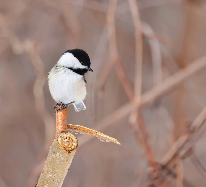 a small black and white bird on a nch