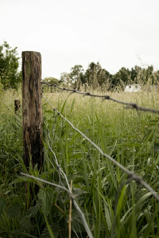 a barbed wire fence in front of some tall grass