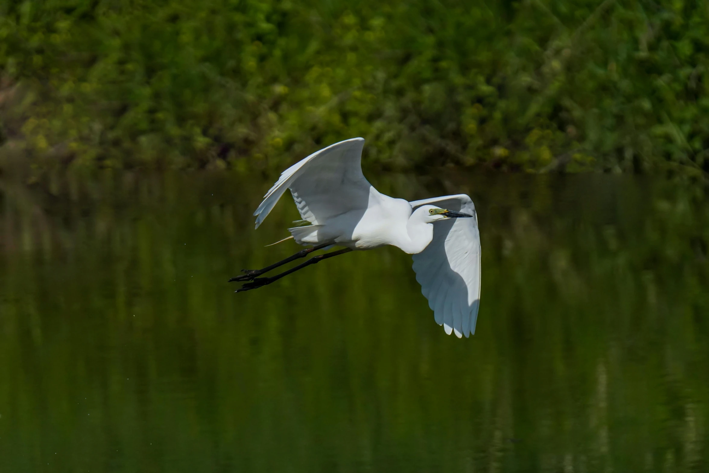 a large white and black bird flying over a pond