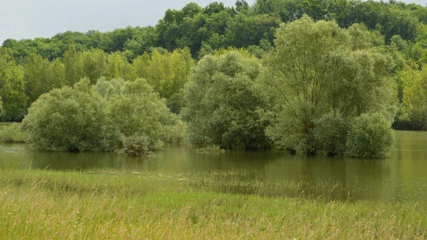 there is a group of trees that are growing in the water