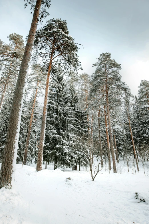 a snowy path surrounded by tall, thin trees