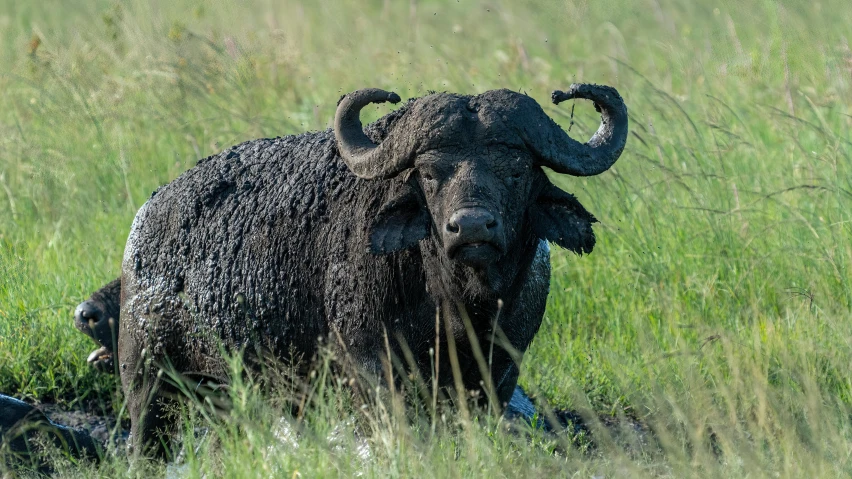 the elephant is covered in black mud by the grass