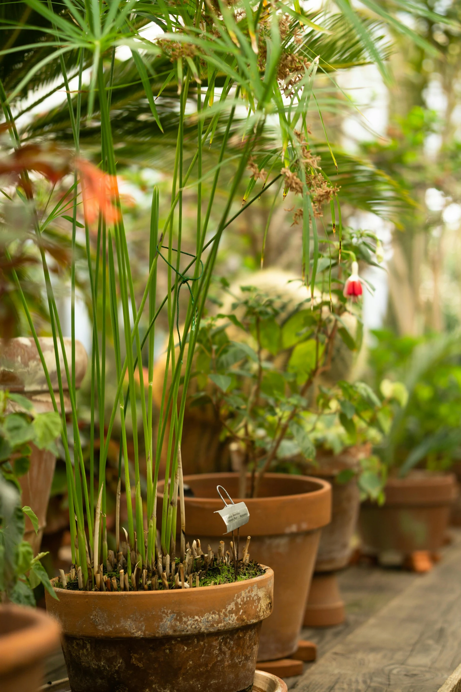 a houseplant filled with plants in different sizes and colors