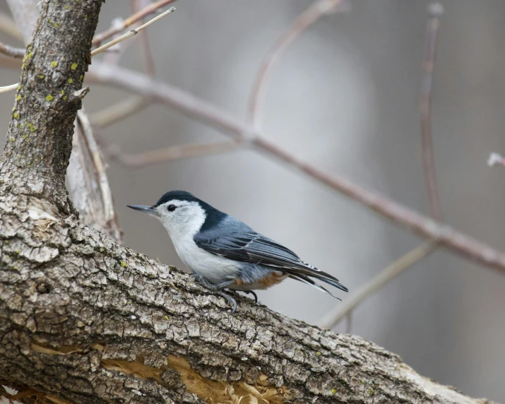 a bird perched on a tree nch with nches in the background