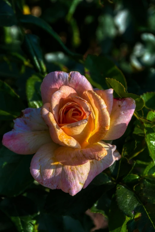 a yellow and pink flower is in the middle of leaves