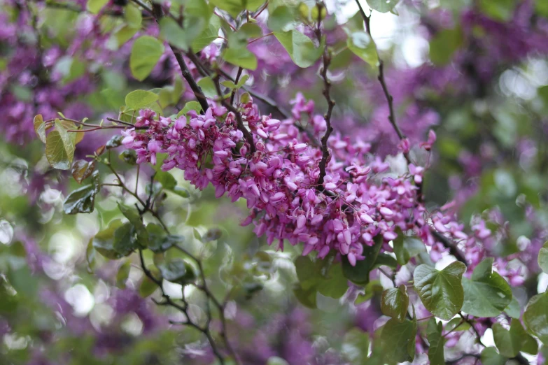 purple flowers blooming from the nches of a tree