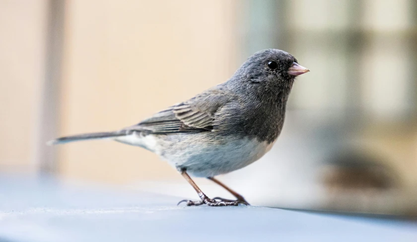 the bird is standing on the ledge outside