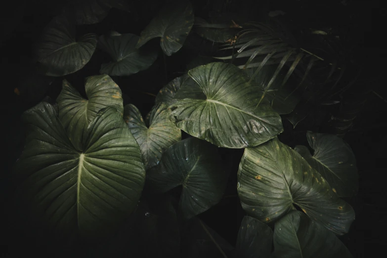 a green plant is pographed as the background