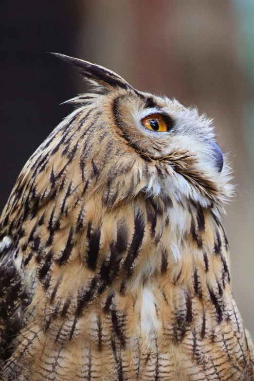 the head and shoulders of a very large bird