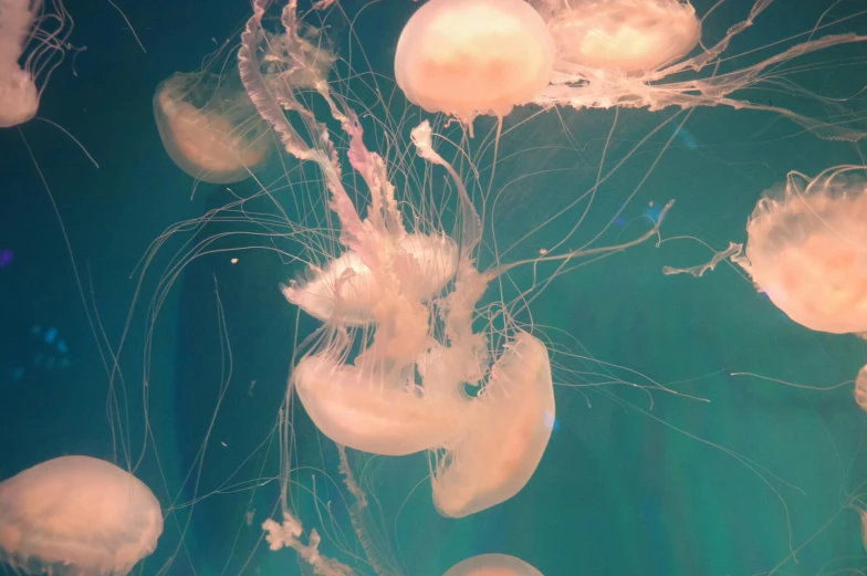 a close up view of a bunch of jellyfish