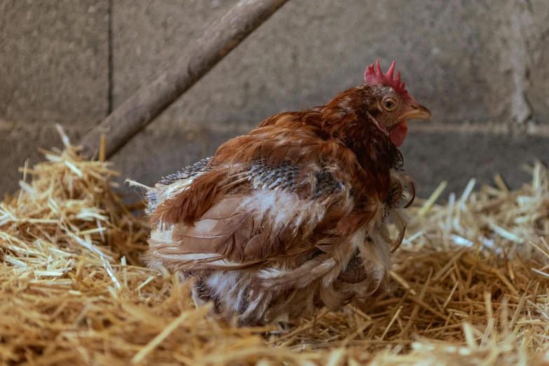 a chicken is standing in a pen of hay