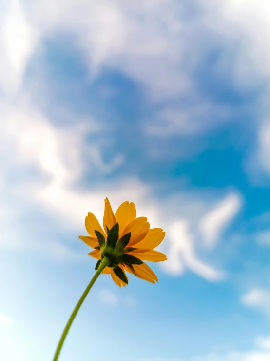 the single flower is on the clear blue sky