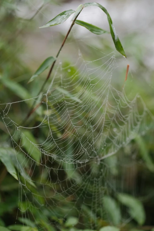 a spider web hanging from the side of a tree nch