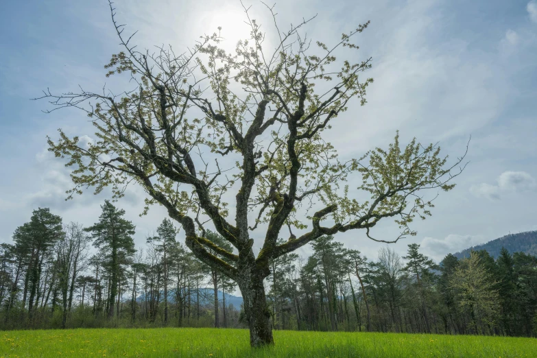 a lone tree in a field of grass