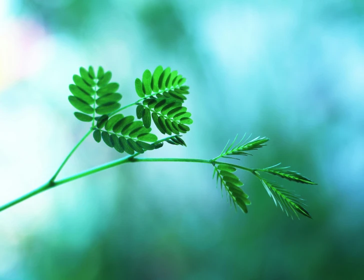 the green leafs of a plant in front of a blurred background