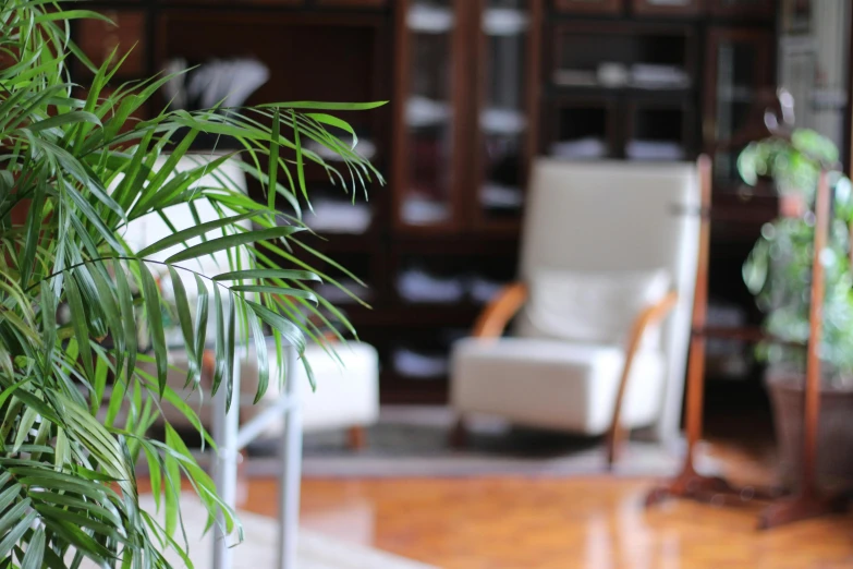 a tall indoor plant inside of a wood room