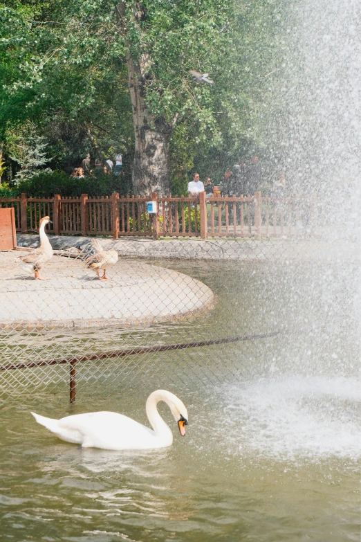 swans swimming in a pond and spraying water into the air