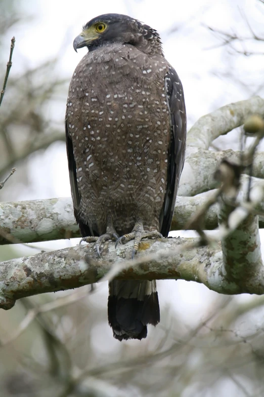 a bird is perched on the nch of a tree