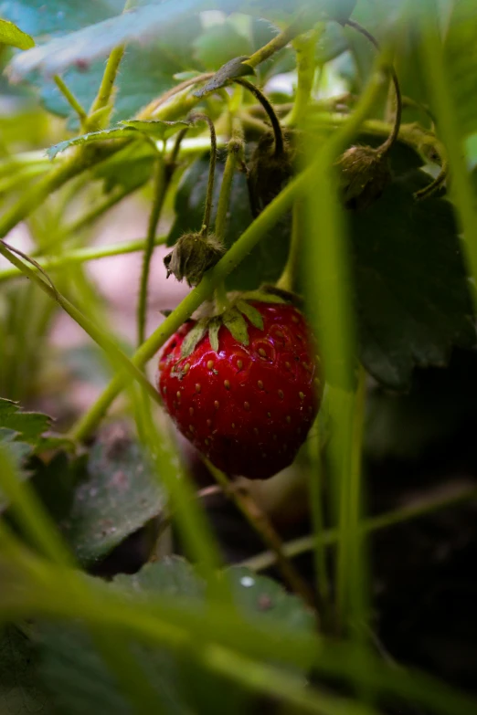 the ripe strawberry is on the plant with leaves