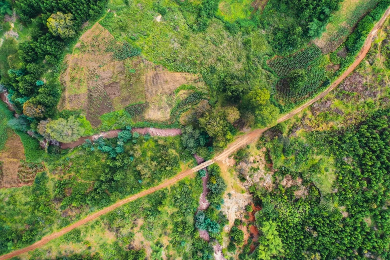 a country road winding through a green field