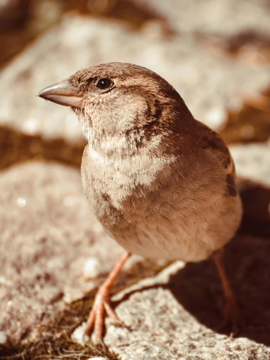 small bird with grey head sitting on top of stone