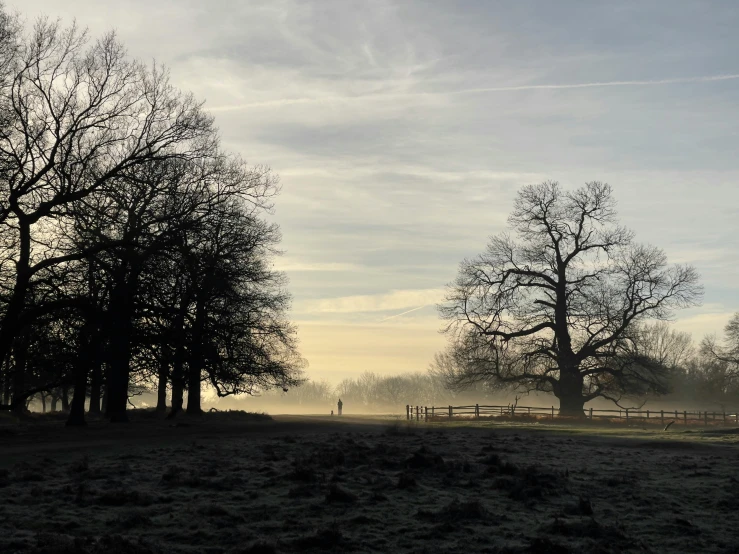 two tall trees in the fog by a grassy field